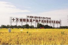 南京关于成都商务伴游外围雇用的信息